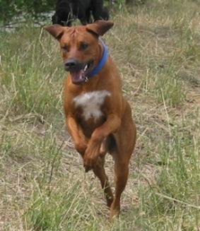 Mhondoro Chando-Camani