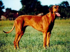 Balou of Dao Phu Quoc