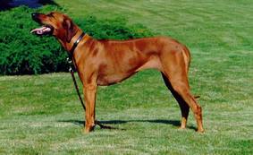 Balou of Dao Phu Quoc