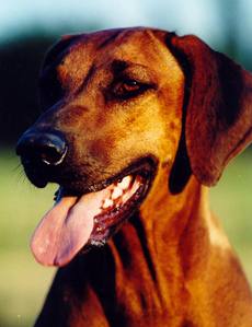 Balou of Dao Phu Quoc