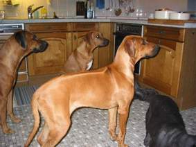 "Auf die Pl�tze, fertig, los...."