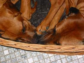 Ridgebacks Nase an Nase