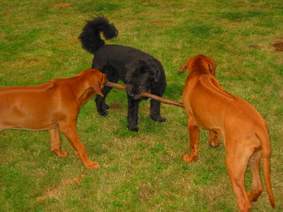 Pepper, die Spielkameradin