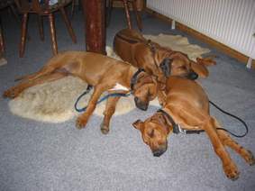 Restaurantbesuch mit Ridgebacks