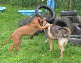 Missie in der Welpenspielgruppe
