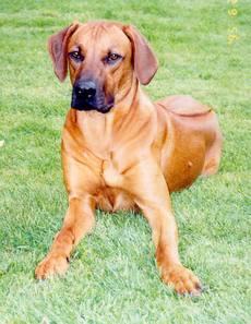 Dennis Finch  Hatton