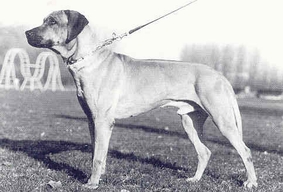 Quelle: De Rhodesian Ridgeback in Nederland