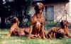 Der Trend zum Zweit-Ridgeback