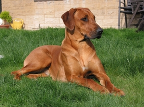 Missie of Ginba�s Hero