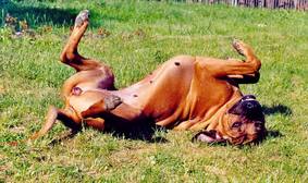 "Ich schmeiss mich weg"