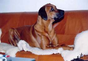 Ridgeback-Standard-Platz