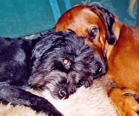 Pepper war �ber die letzten Wochen unsere Seelentr�sterin