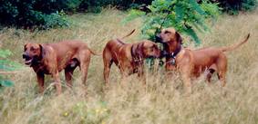Ridgebackrudel