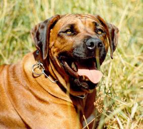 Ix aus dem Skaaprevier