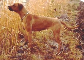 Ix aus dem Skaaprevier