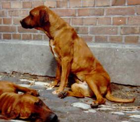 Ix aus dem Skaaprevier 