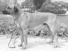 Quelle: De Rhodesian Ridgeback in Nederland