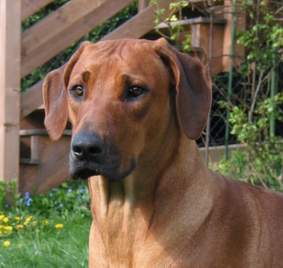 Missie of Ginba�s Hero