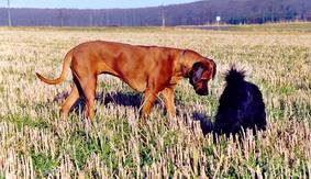 Flair und Pepper suchen nach M�usen:-)