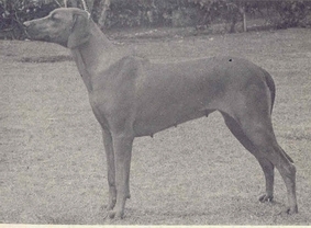Quelle: The Rhodesian Ridgeback 1924-74