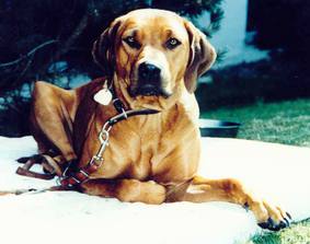 Nandu aus dem Skaaprevier