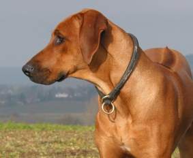 Missie of Ginba�s Hero