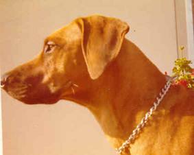 Gerda aus dem Skaaprevier