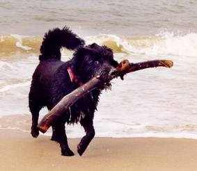 Pepper beim St�ckchenholen