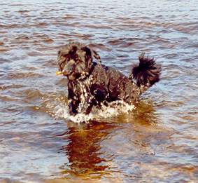 Pepper in einem eiskalten See in Schweden, brrr