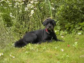 Pepper auf der Wiese