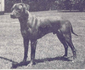 Quelle: The Rhodesian Ridgeback 1924-74