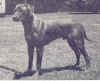 Quelle: The Rhodesian Ridgeback 1924-74