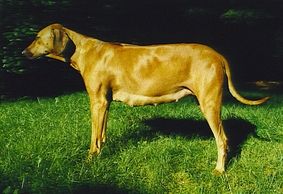 tr�chtige H�ndin