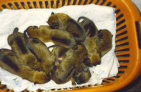 Welpen im W�schekorb