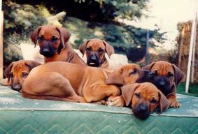 Welpen aus dem A-Wurf