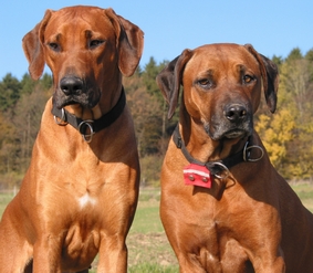 Zwei ganz unterschiedliche H�ndinnen: Missie und Flair