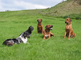 Hunderudel: Mabel, Pepper, Flair, Chando und Missie