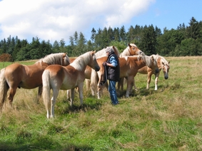 Wer die Wahl hat, hat die Qual