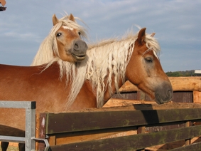 Zwei "dicke" Freunde