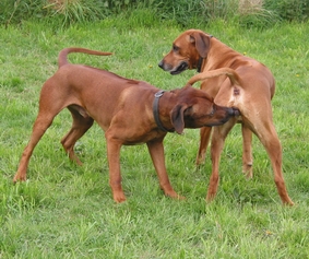 Missie und Yambo kommen sich n�her