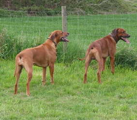 Missie of Ginba�s Hero und Kisangani Dark Red Regend (Yambo)
