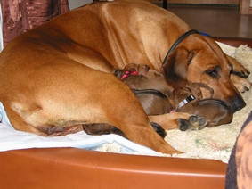 Es werden immer mehr...