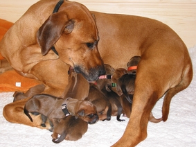 Missie und ihre 8 Welpen