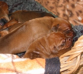 Auch im W�schekorb...