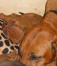 Missie und Smilla (?)