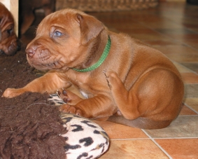 Was ist das nur an meinem Hals?