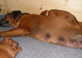 Missie ist wirklich sehr geduldig