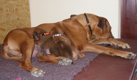 Die Zwei haben gro�en Hunger.