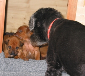 Pepper findet die Welpen h�chst interessant