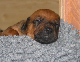 Auch unser kleiner Komiker ist jetzt m�de